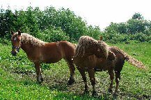 Pokoje Gościnne Agroturystyka